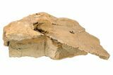 Ordovician Cephalopod (Gonioceras) Fossil - Wisconsin #203658-2